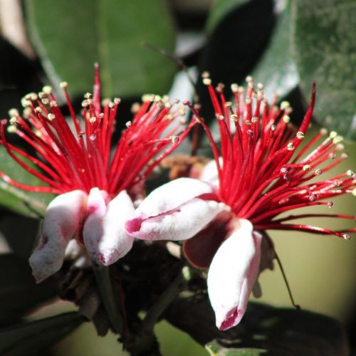 FEIJOA